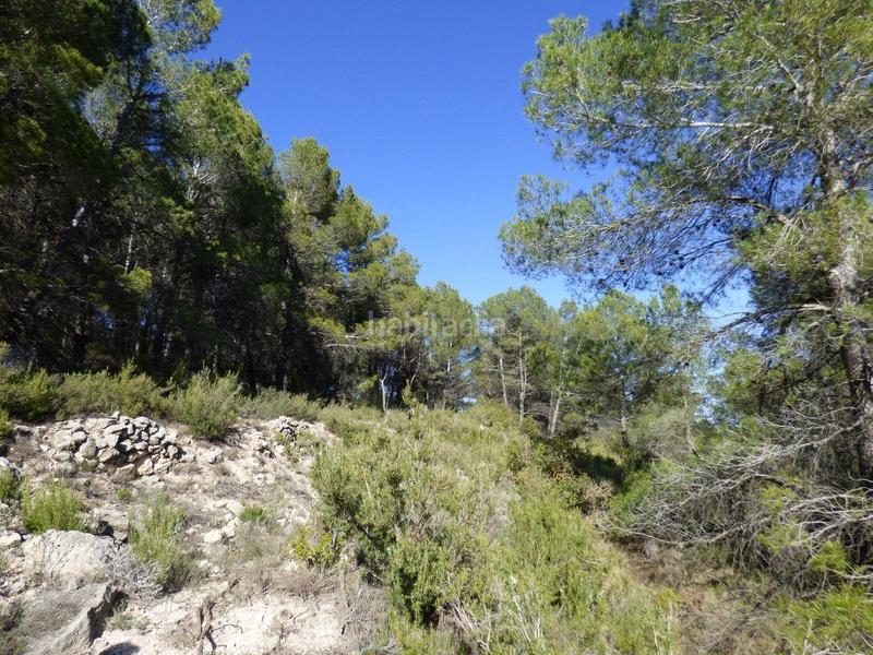 Foto 87f1ddfa-5eee-4675-add4-13476f32dc2c. Mas dans viola 10 dans Torre de les Maçanes (la)