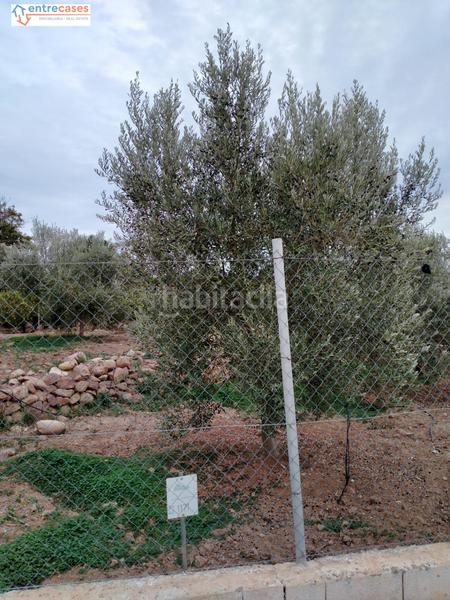 Foto 04c72179-a262-4b11-a989-20bdbe4cc7d5. Finca rústica a Petrés