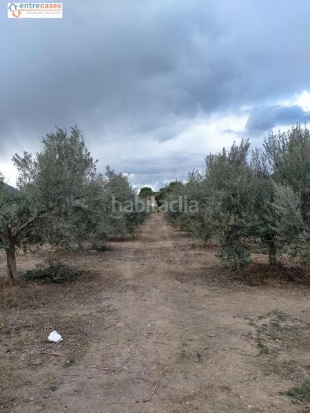 Foto 2633387d-1471-4ba9-a331-6312d9806234. Finca rústica a Petrés