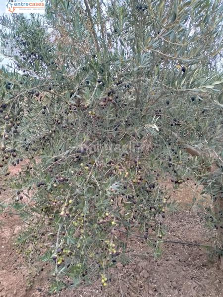 Foto 81d9304d-a1db-484e-b78e-f5ea3a9b9364. Finca rústica a Petrés