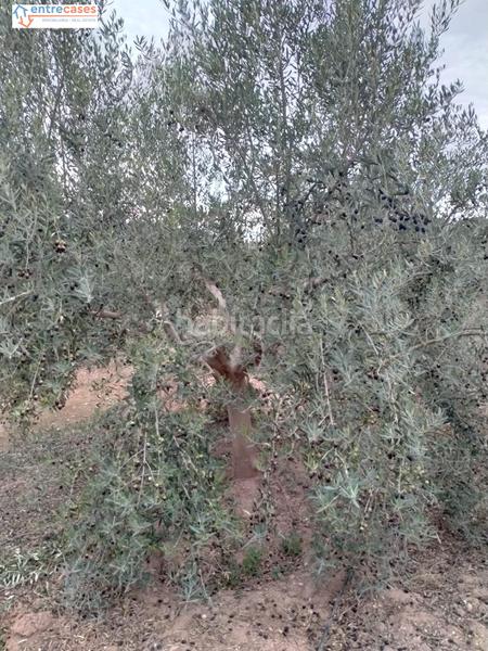 Foto 9108120d-d51f-4372-ac63-03f4da4f7741. Finca rústica a Petrés