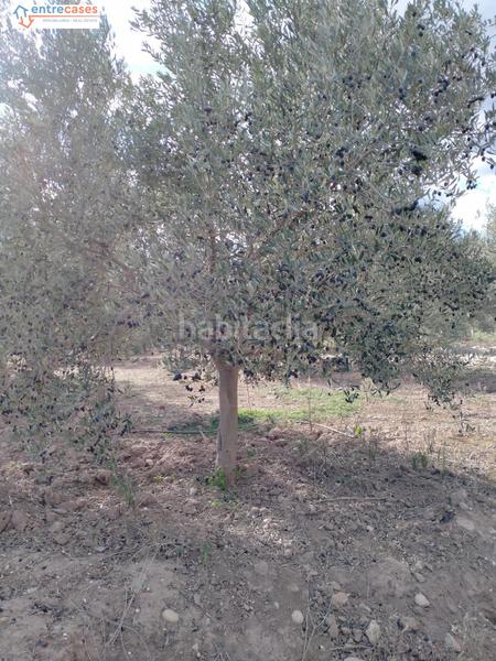 Foto 9e98f066-1c7e-4a8d-b237-8836fcb125fb. Finca rústica a Petrés