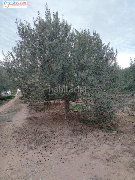 Foto b7c3c350-6b37-4360-a483-9ef359751997. Finca rústica a Petrés