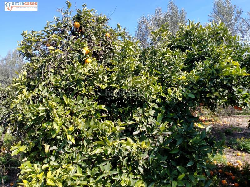 Foto d1466fad-e466-4005-b261-45675d7d93c6. Finca rústica a Petrés