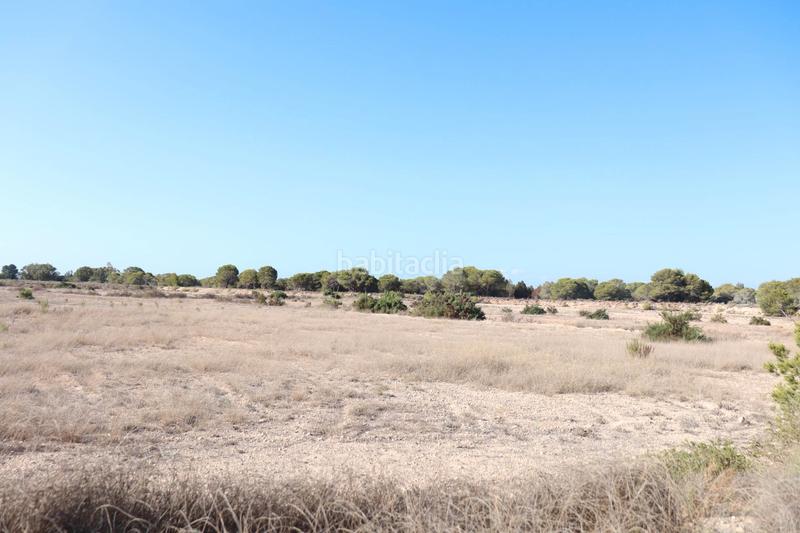 Foto 014d2d18-bfd1-4afc-977a-5d59d69ae61e. Fondo rustico in Valverde Elche / Elx