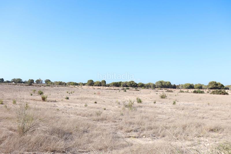 Foto 79fedaa3-d189-4be4-885c-abfd79ebd9ec. Rural plot in Valverde Elche / Elx