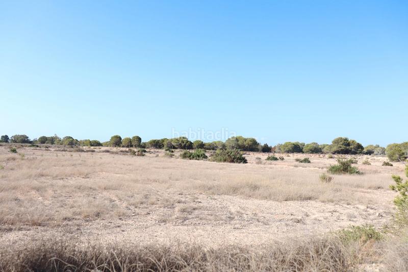 Foto f659f89d-19de-4a44-98e9-f9ca1caa7fbb. Rural plot in Valverde Elche / Elx