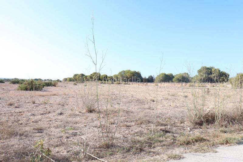 Foto 65213a31-9c50-49a9-ae03-b8dbd233b1a4. Finca rústica a Valverde Elche / Elx