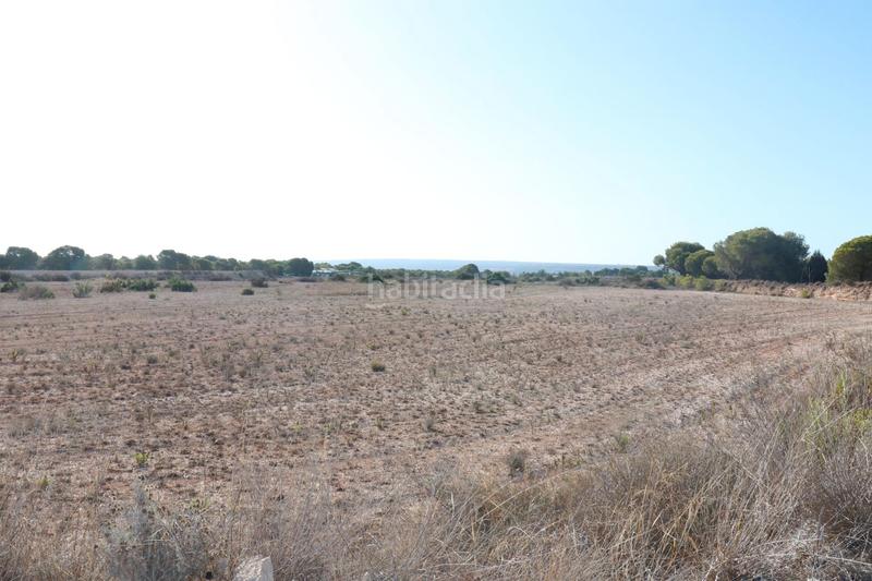 Foto 82446ee8-aee3-49d7-84a5-eb1745b868a9. Finca rústica en Valverde Elche / Elx