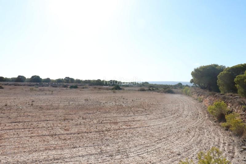 Foto db4fe76a-f4b2-4edd-ab0f-4c756f6ce2f1. Finca rústica en Valverde Elche / Elx