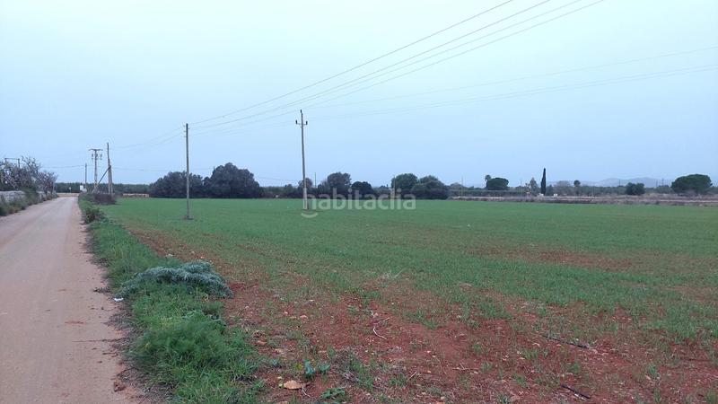 Foto 01a59541-76be-4da2-bae0-5a1dd36a1965. Terreny residencial a Felanitx poble Felanitx