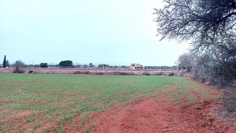 Foto 154eb004-c3c7-4784-8c94-0c53d9ab7717. Terreny residencial a Felanitx poble Felanitx