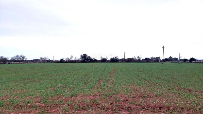 Foto b27ed7fd-4003-437b-8eab-d420e75e4352. Terreny residencial a Felanitx poble Felanitx