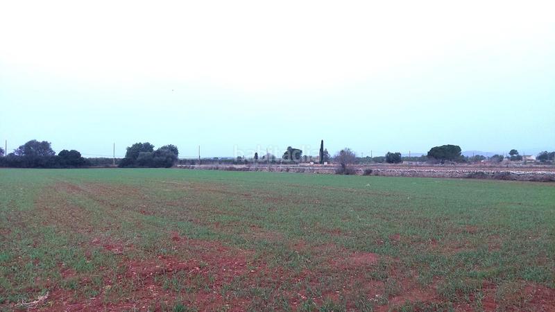 Foto e4ba9b13-c0a5-461a-9760-8cb44e17a70a. Terreny residencial a Felanitx poble Felanitx