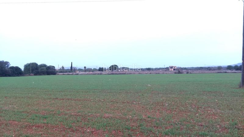 Foto e88c30a4-8723-49f0-a47c-235434f9bf91. Terreny residencial a Felanitx poble Felanitx