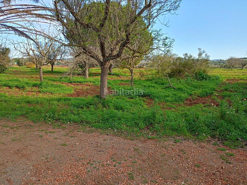 Foto 49f26763-21ee-421f-952a-68b4712e7879. Masía casa rural con amplia extensión de terreno. en Felanitx