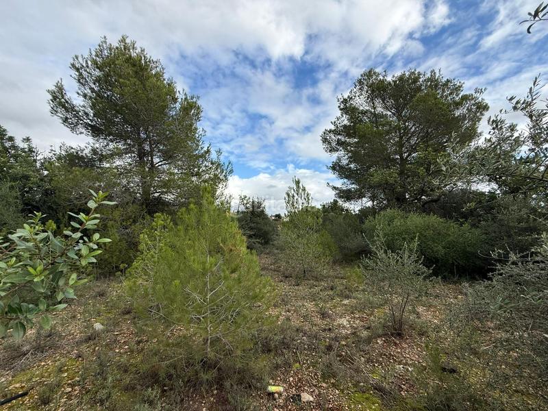 Foto 3eebb746-eb7f-4dde-8299-e843631049a6. Terreny residencial a Es Garrovers Marratxí