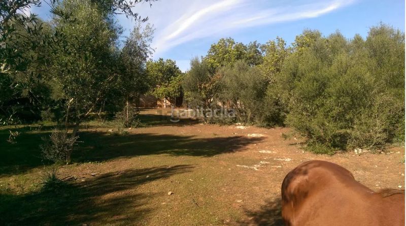 Foto be51a2b1-c09e-4752-a425-b056d3ba509a. FInca rústica a llubi - polígono 7 a Zona Periurbana Inca