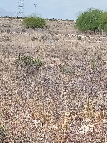 Foto 1340d156-da39-48f2-95ea-ba620cc11f8e. Terreno residenziale in Los Girasoles Sant Vicent del Raspeig