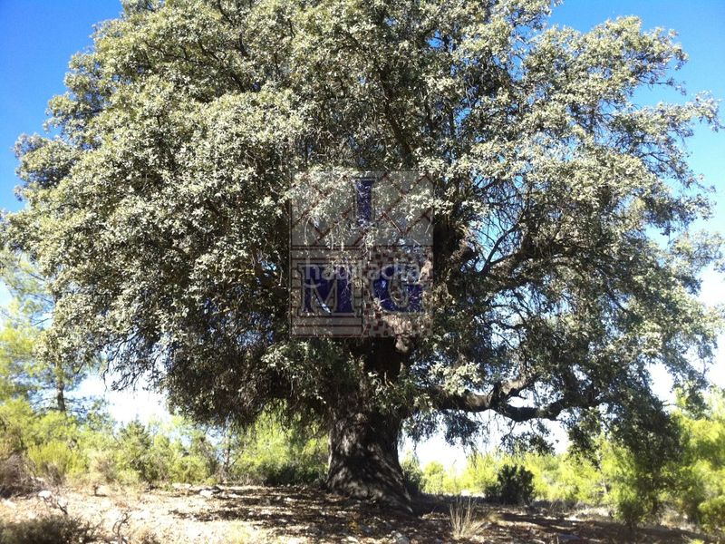 Foto 182a0230-15da-4d15-a4ec-f284990c0800. Masia a Yeste