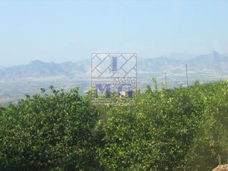 Rural plot in Fortuna. Parcela rustica.
