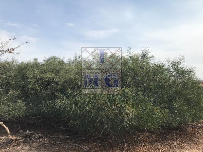 Foto 1d83afc1-7752-4064-a28c-accfc1a5b377. Casa a El Esparragal Murcia