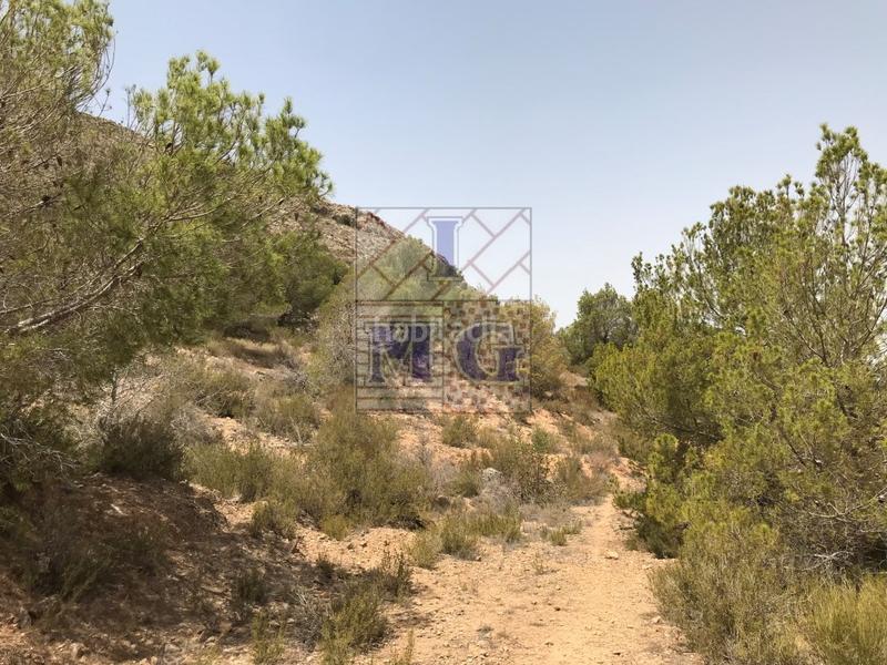 Foto 44c40b1b-5e6a-4ef0-a2b9-4d5cb5ed3c32. Finca rústica parcela de monte en Montepinar - La Aparecida - Raiguero Orihuela