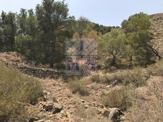 Finca rústica a Montepinar - La Aparecida - Raiguero. Parcela de monte