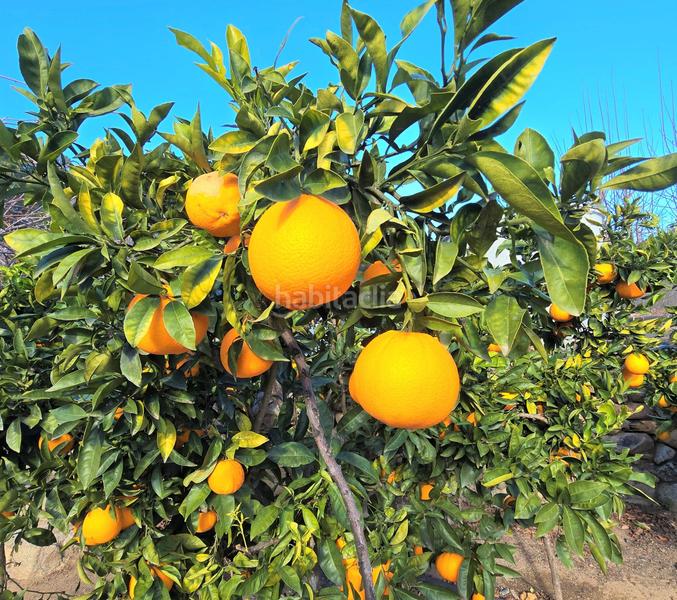 Foto 45ffae05-f504-40bf-8eb5-d6756b2a5437. Terrain résidentiel dans Aleixar (L´)