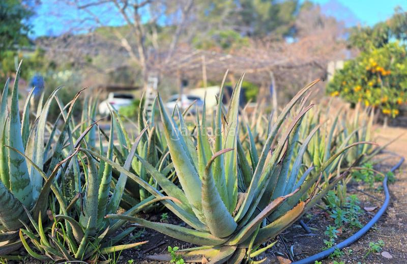 Foto d0348657-e77f-4cb4-80dc-ad477b30832d. Terrain résidentiel dans Aleixar (L´)