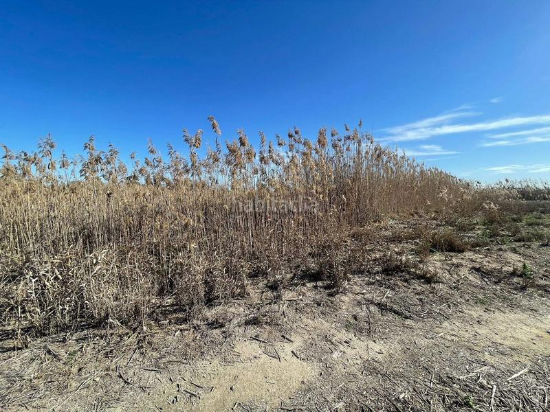 Foto a651cd5a-a13a-40c5-82a8-4a42e5bfed32. Rural plot in Algorós - El Derramador Elche / Elx