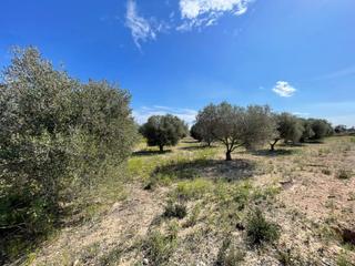 Finca rústica a La Marina. Disfruta del campo a un paso de las playas de elche