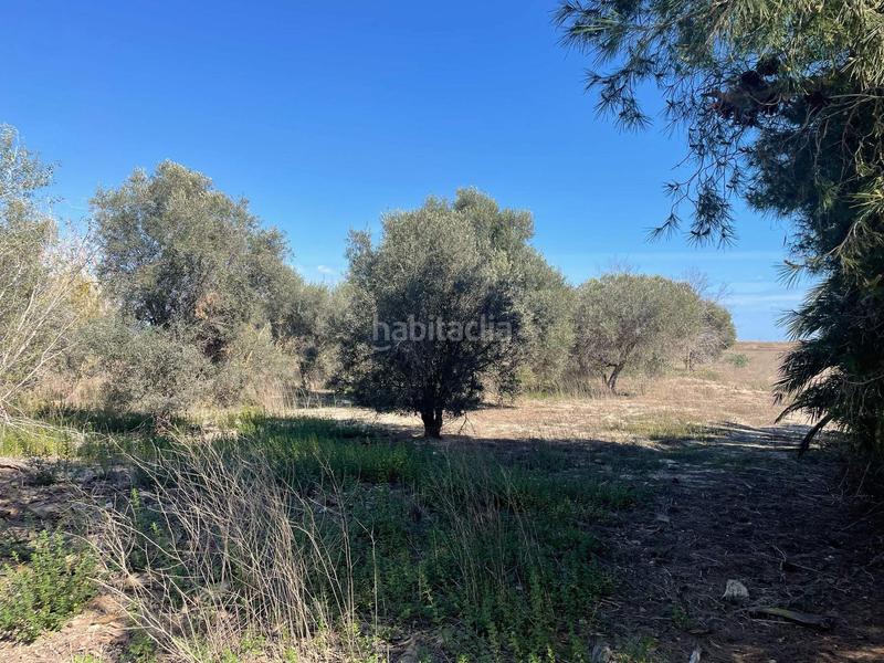 Foto df1d7a9a-c5da-440e-8789-18701414ee23. Fondo rustico in La Foia - Daimés - Asprella Elche / Elx