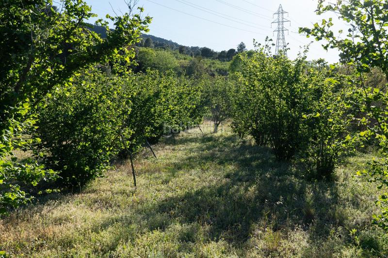 Foto 8c3f415c-fc92-4d0a-b4fd-f7bb77a9a047. Finca rústica a Riudecols