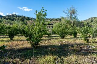 Finca rústica a Riudecols. Terreno en venta en poligono 13 parcela 27, riudecols