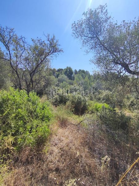 Foto 49e1a442-11c9-4373-b616-d5289dbf3b78. Finca rústica a partida forns 64 a Aleixar (L´)
