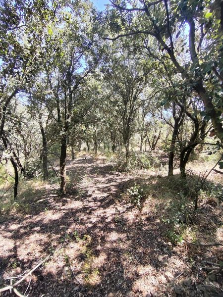 Foto b3562136-48fe-408d-843f-20890d2f66bb. Finca rústica a partida forns 64 a Aleixar (L´)