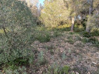 Terreno residenziale  Dels morts. Terreno en venta en vallmoll