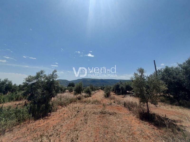 Foto 75efa4ae-2719-4679-baf6-5a7f7b3237b8. Terreny residencial a 6 102 a Enguera