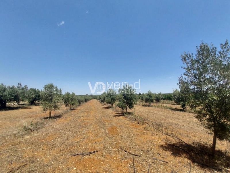 Foto a378d579-b756-4fbf-bb04-dd9e9e9c1ae7. Terreny residencial a 6 102 a Enguera