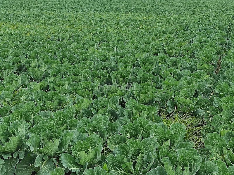 Foto 43d356e0-a407-44c0-abd4-0946a79b9867. Finca rústica a Saboya Alboraya
