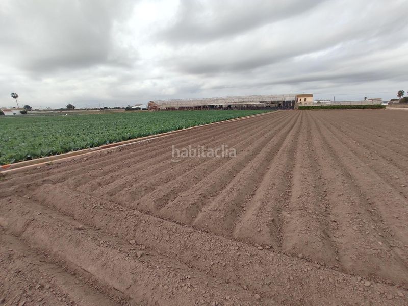 Foto 6d43aeef-8865-44e4-96d2-147b3242784a. Finca rústica a Saboya Alboraya