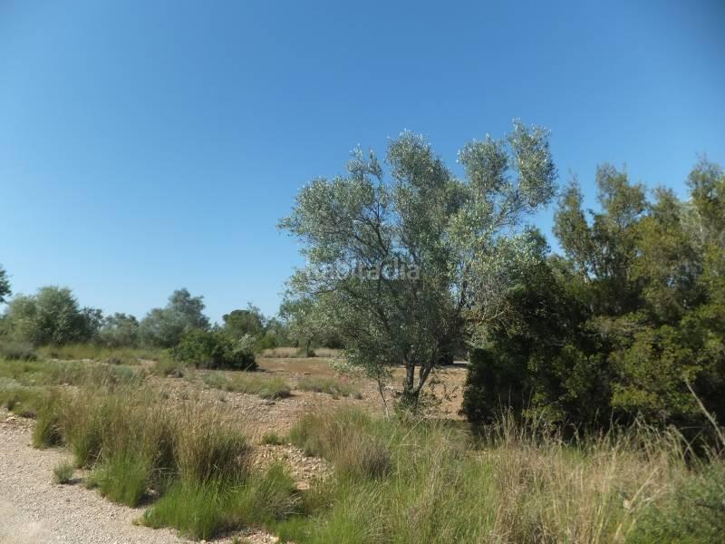 Foto a45ffa0d-ed85-4551-9466-3574ac81552a. Masia a Grau - Quintanes Amposta