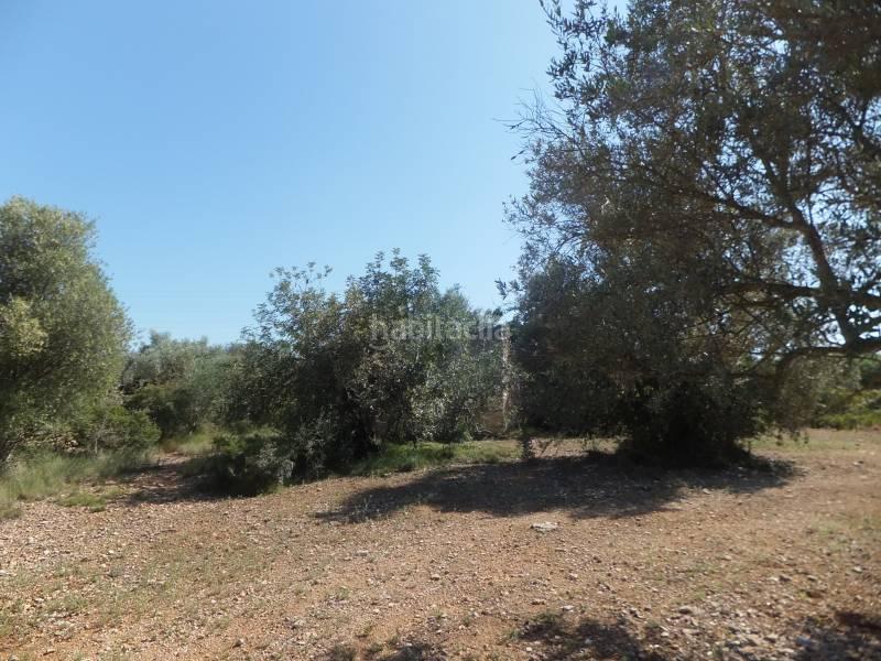 Foto d0b51f0a-9c6e-41e7-b417-5ce8d8647554. Masia a Grau - Quintanes Amposta
