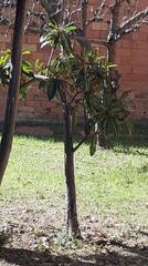 Residential Plot  Carrer carrer prínceps d'espanya, 109 109. Terreno en la plana