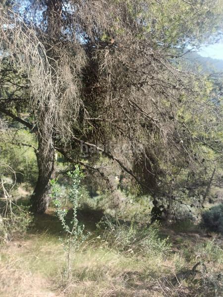 Foto 5f040c09-b5bf-451e-bac6-1d78da675b29. Residential plot in Serra