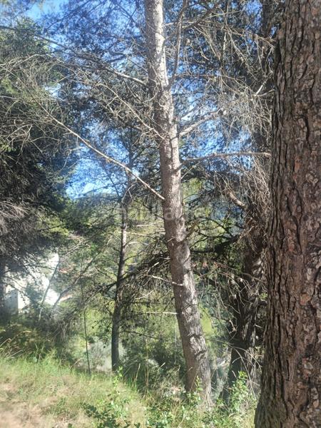 Foto dd76ffee-8d56-4545-8876-00dca6cf1b02. Residential plot in Serra