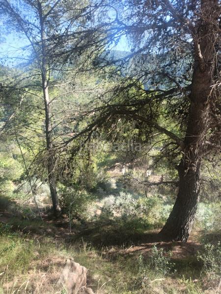 Foto dde238f7-c069-438a-b7c1-6058f152c84c. Residential plot in Serra