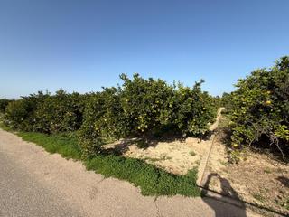 Finca rústica a Polinyà de Xúquer. Terreno rustico,  en poliña de xuquer,  con narajos, apto tambie