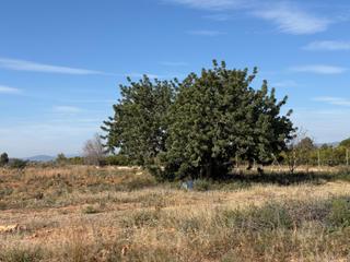 Finca rústica a Urbanizaciones. Terreno rustico vallado de 10500 mq. , con posibilidad de constr